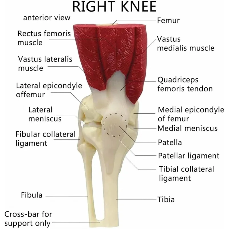 Anatomy 1:1 Life Size Human Knee Joint Muscle Anatomical Model with Ligaments Doctor's Office and Classrooms