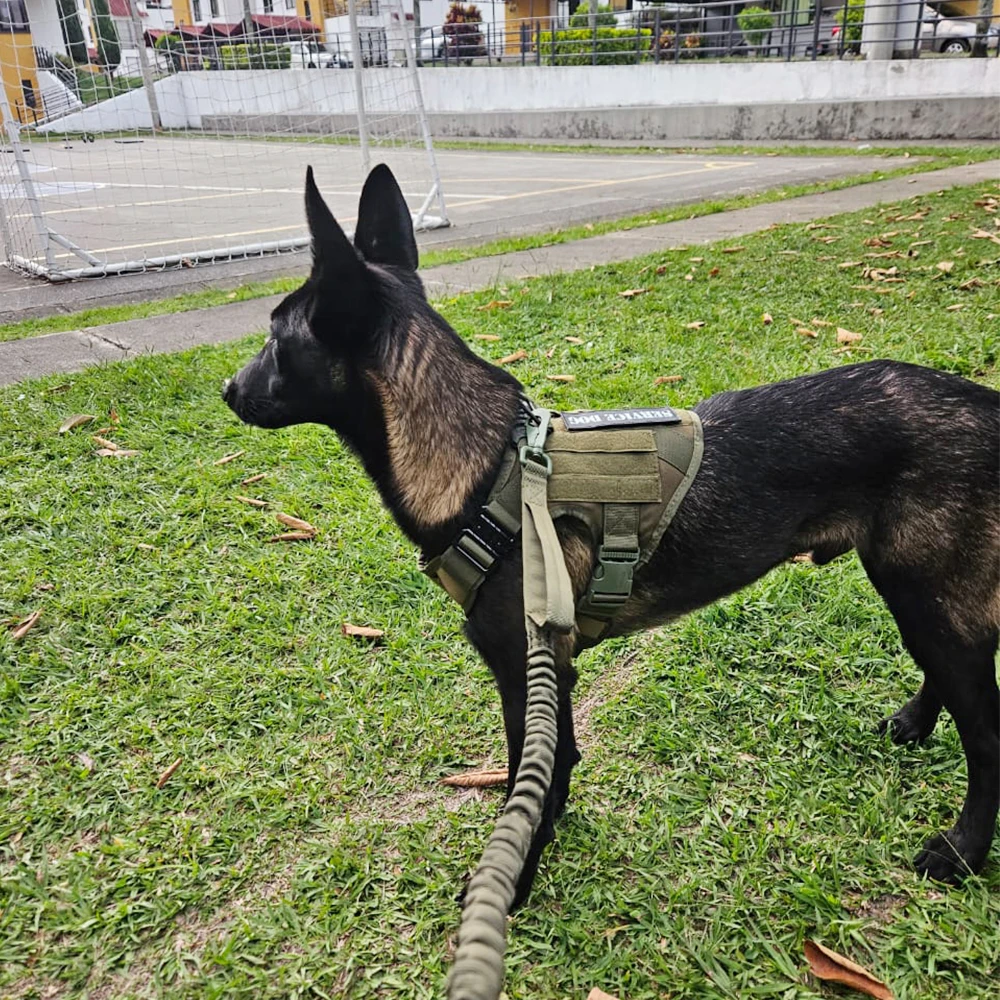 Taktisches Hundegeschirr, Leinenhalsband-Set, großes Haustier, Deutscher Schäferhund, Malinois, Trainingsgeschirre, Gehweste für mittelgroße und große Hunde – Detail 1