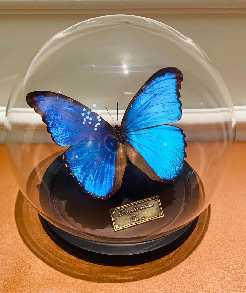 butterfly specimen big blue morpho butterfly immortal flower glass cover sealing ornament