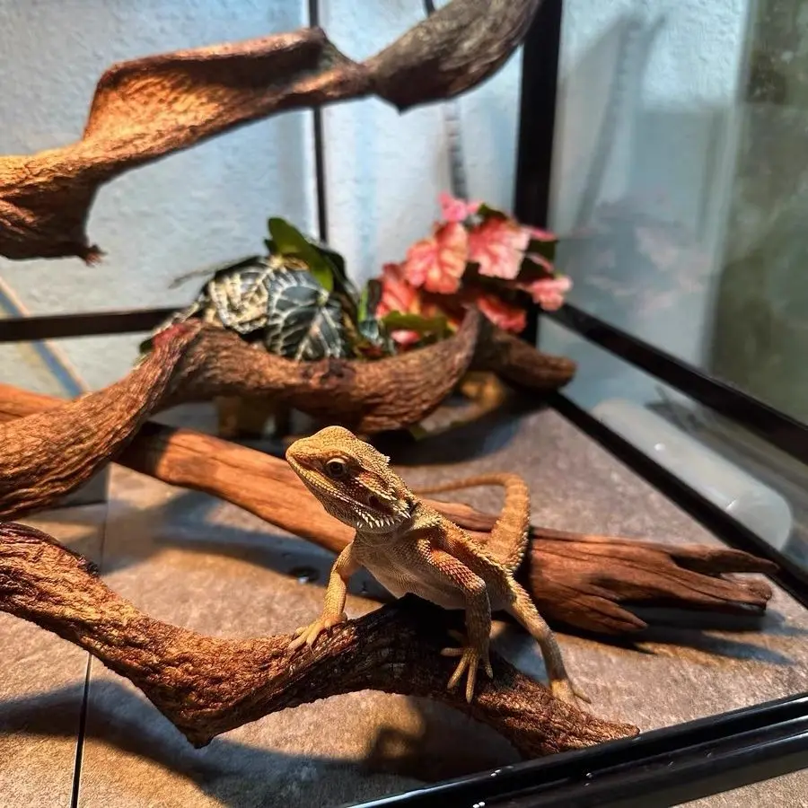 Natural Reptile Climbing Vine 4