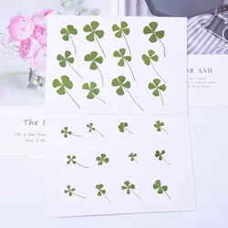 12PCS,Nature Real Touch Flower Petals,Pressed Four Leaf Clover for DIY Candle Craft Bookmark Gift Card,Flores secas Facial Decor