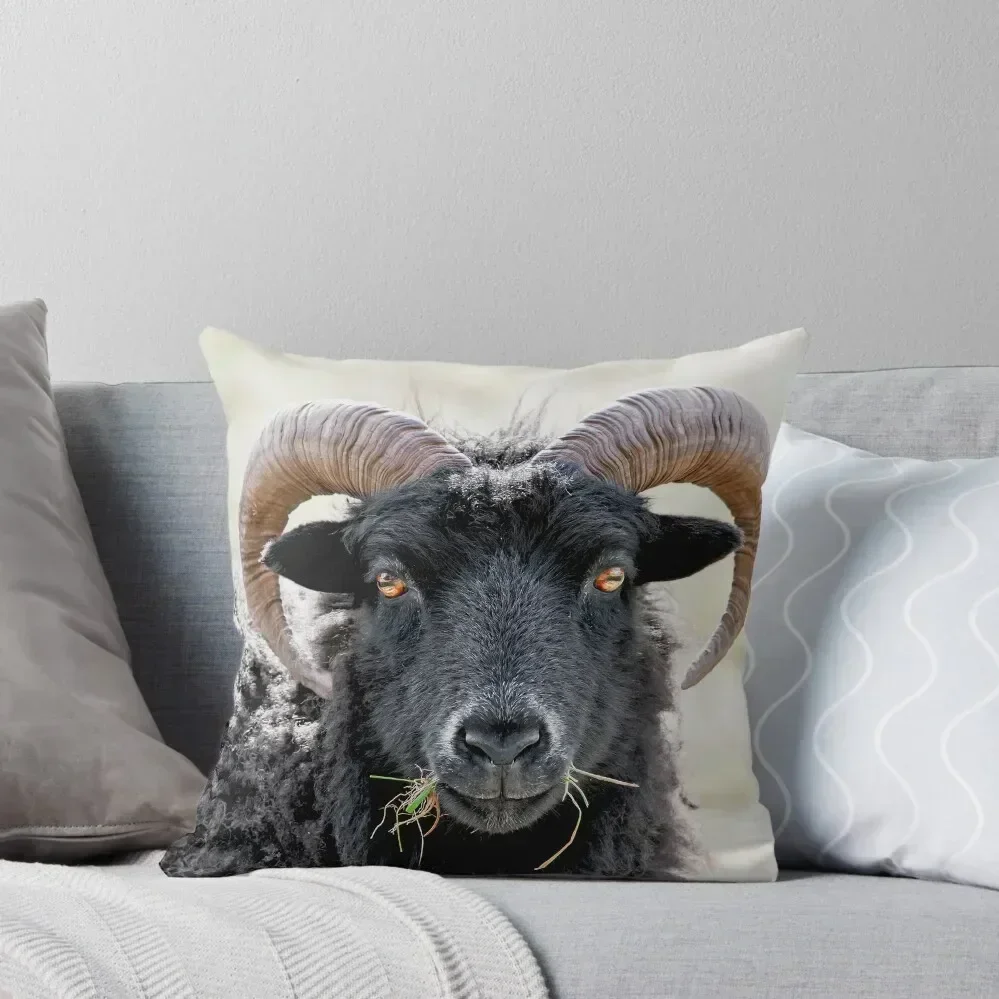 Black Sheep Eye to Eye Contact Hebridean Sheep Throw Pillow christmas pillowcases Decorative Cushion Cover pillow