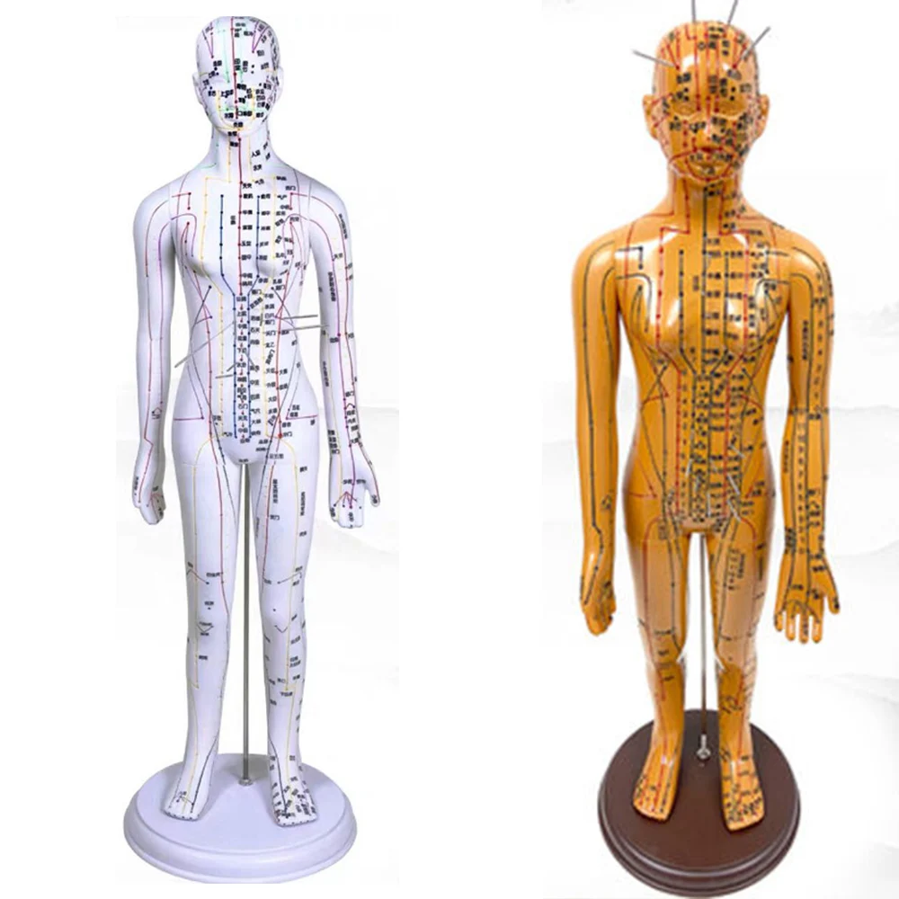 40CM/52CM Chinese Medicine Man/Woman Meridians Model Human Body Acupuncture Model Teaching Medical Education Appliances 2Color