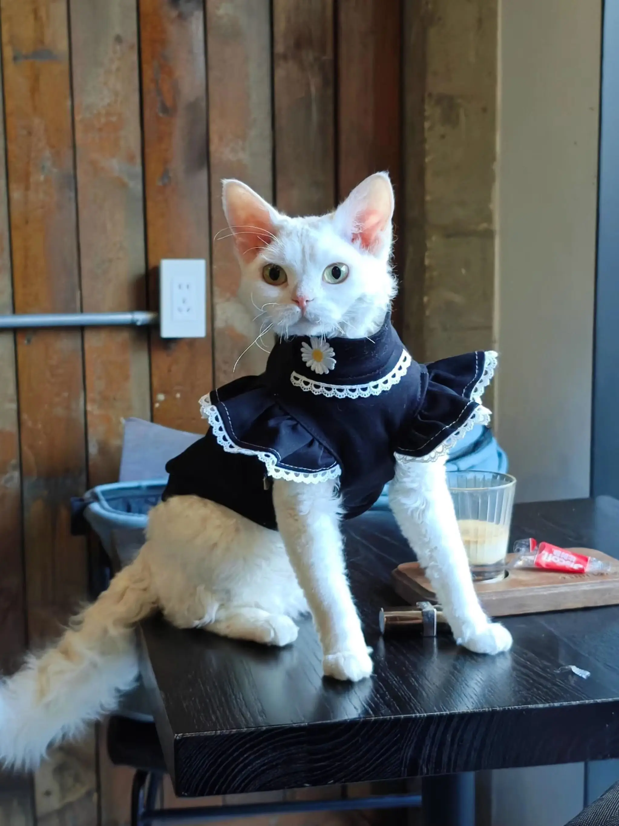 Katoenen zwart kant daisy jurkje voor Sphynx kat zacht mouwloos shirt voor vrouwelijke katten zoet vest rokje voor Devon Rex kat benodigdheden
