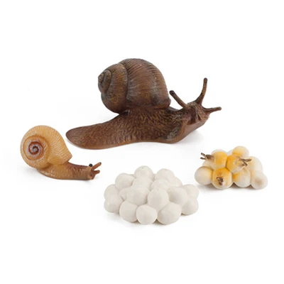 Cycle Ornaments Realistic Early Educational Praying Mantis  Cycle Mantis Figurine Snail Growth Cycle Life Cycle Figures