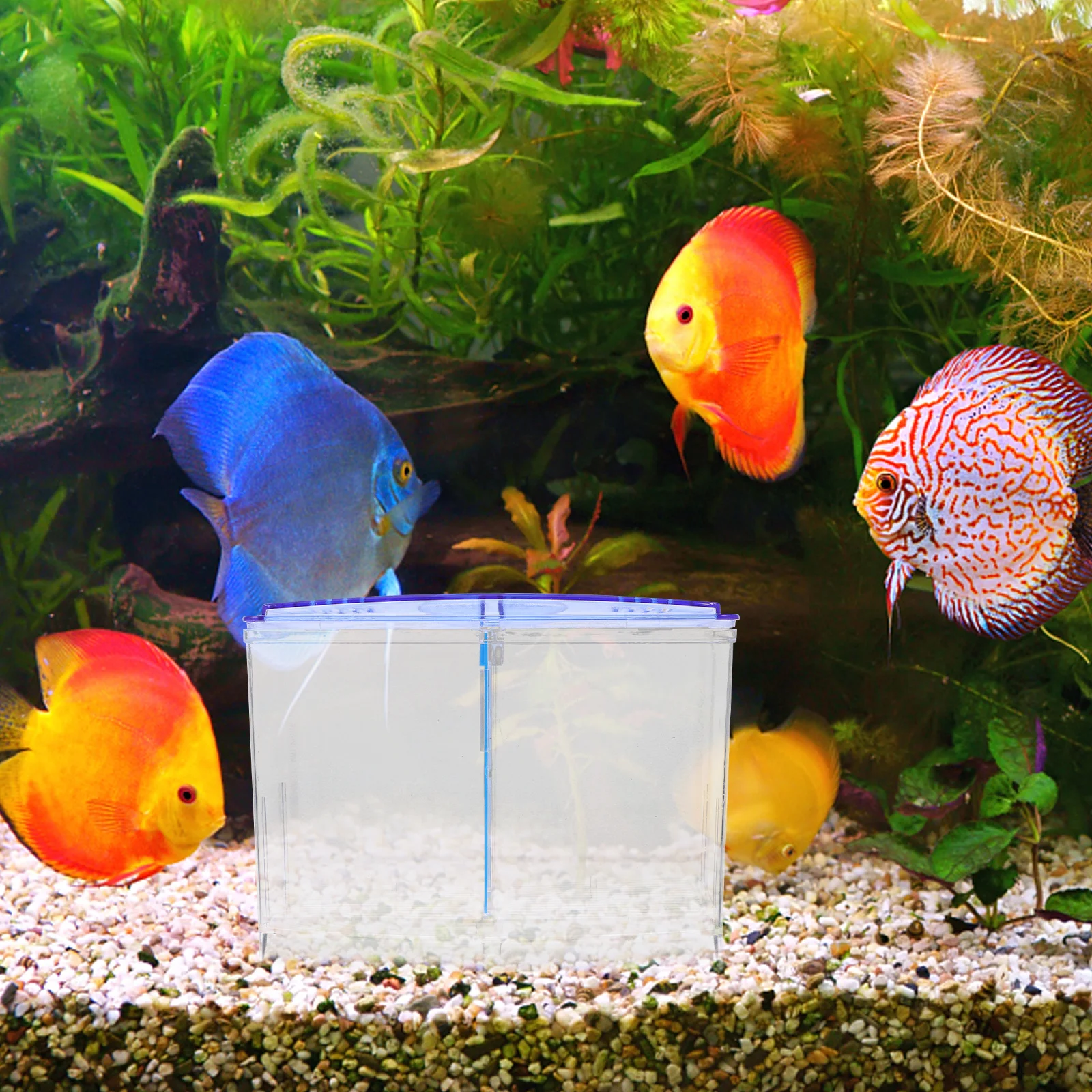 

Aquarium Fish Tank Breeding Box Guppy Nursery Isolation Box Transparent Design Durable Construction Temperature Control Air