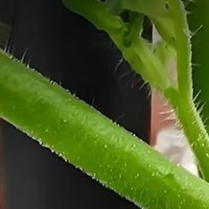 200/300 PCS Outdoor Garden Plant Clips Plastic Reusable Vine Support Growing Tools For Tomato Cucumber Farming Supplies
