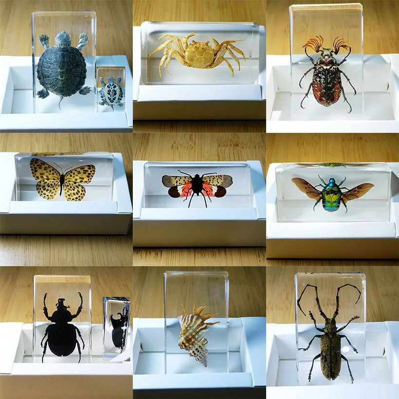 

Real Insects Specimens Resin Wrapped In Variety of Insects Suitable for Science Education Cognitive Children's Home Decor