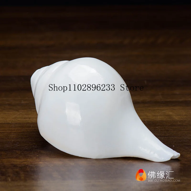 Conch Indoor decorations, Tibetan Buddhist ritual items, eight offerings for the Buddha, Buddhist left-handed natural white conc