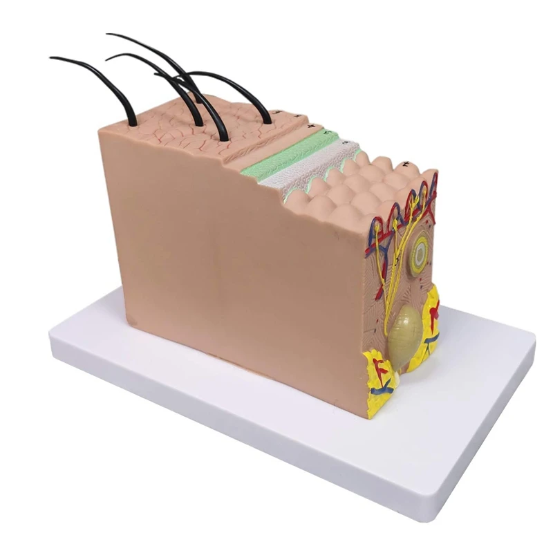 Skin Model, 35X Enlarged Anatomical Model Anatomy For Science Classroom Study Display Teaching Model