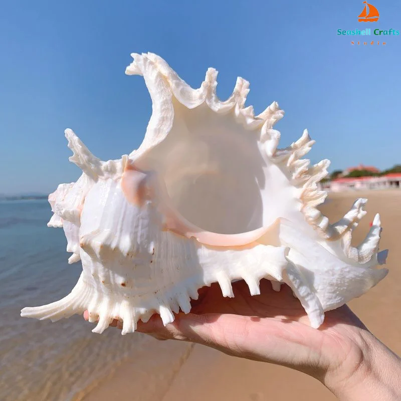 16-23CM Natural Large Conch Shell Kirin Snail Murex Ramosus Shell Collection Gift African Turban Seashell Coral Conch Home Decor