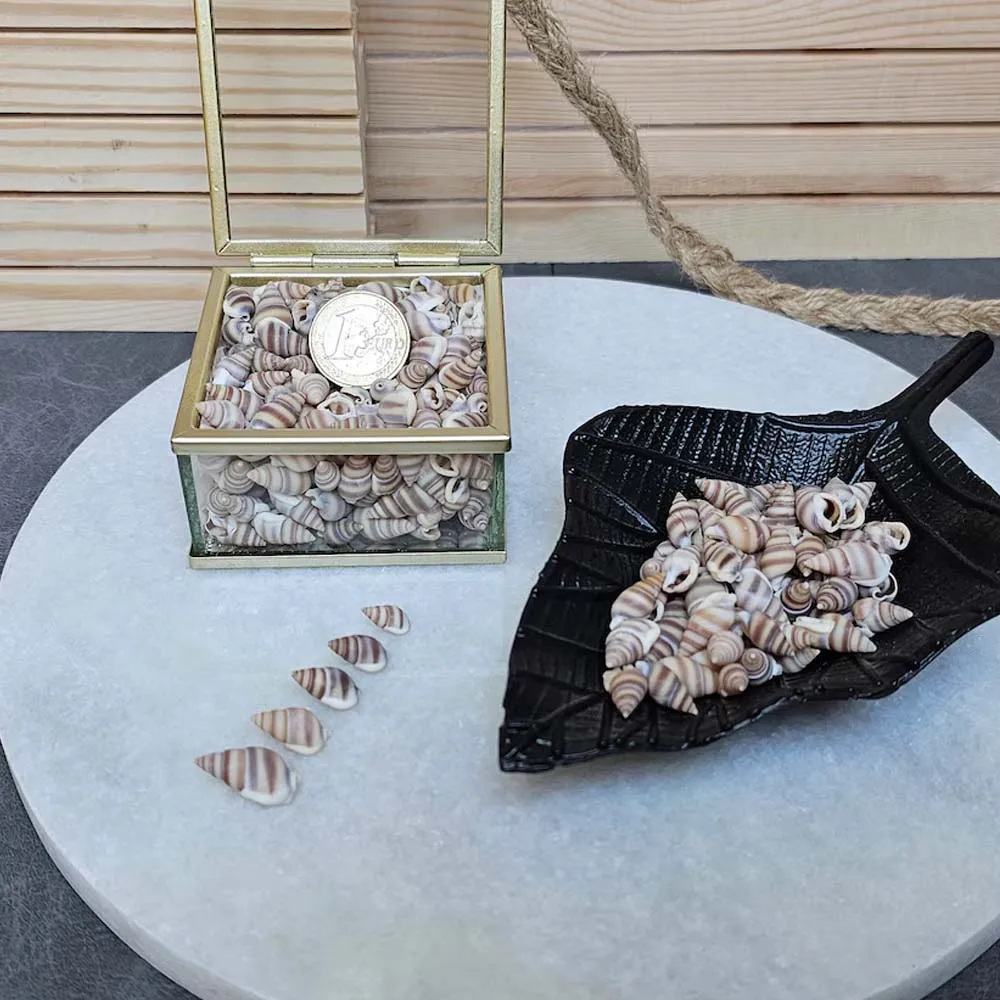 1Box Mini Sea Shells, Tiny Beach Shells,Seasnail For hobby, gift or decoration Art Crafts Projects Fish Tank Vase Fill