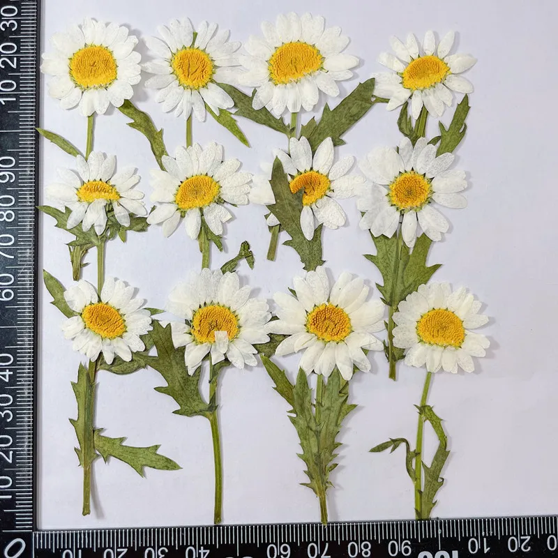 1000pcs Bulk Packing White Daisy With Stems Flower For Sticker Table Lamp Decoration Wholesales