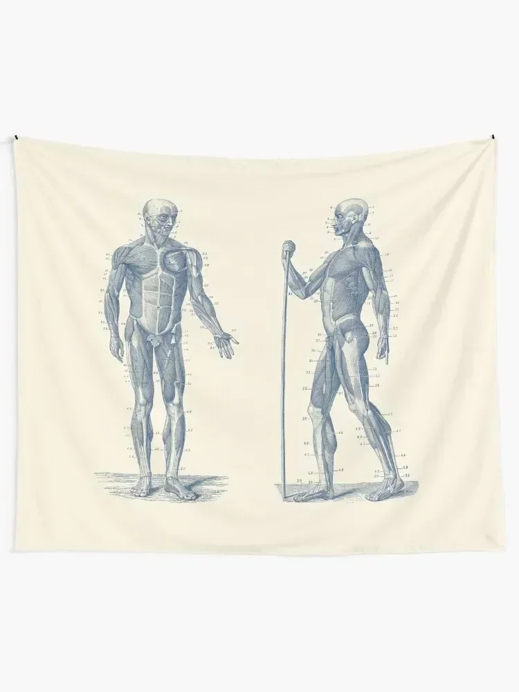 Dual View Human Muscle System - Vintage Anatomy Tapestry Aesthetic Decoration Room Decor Cute Room Decorations Tapestry