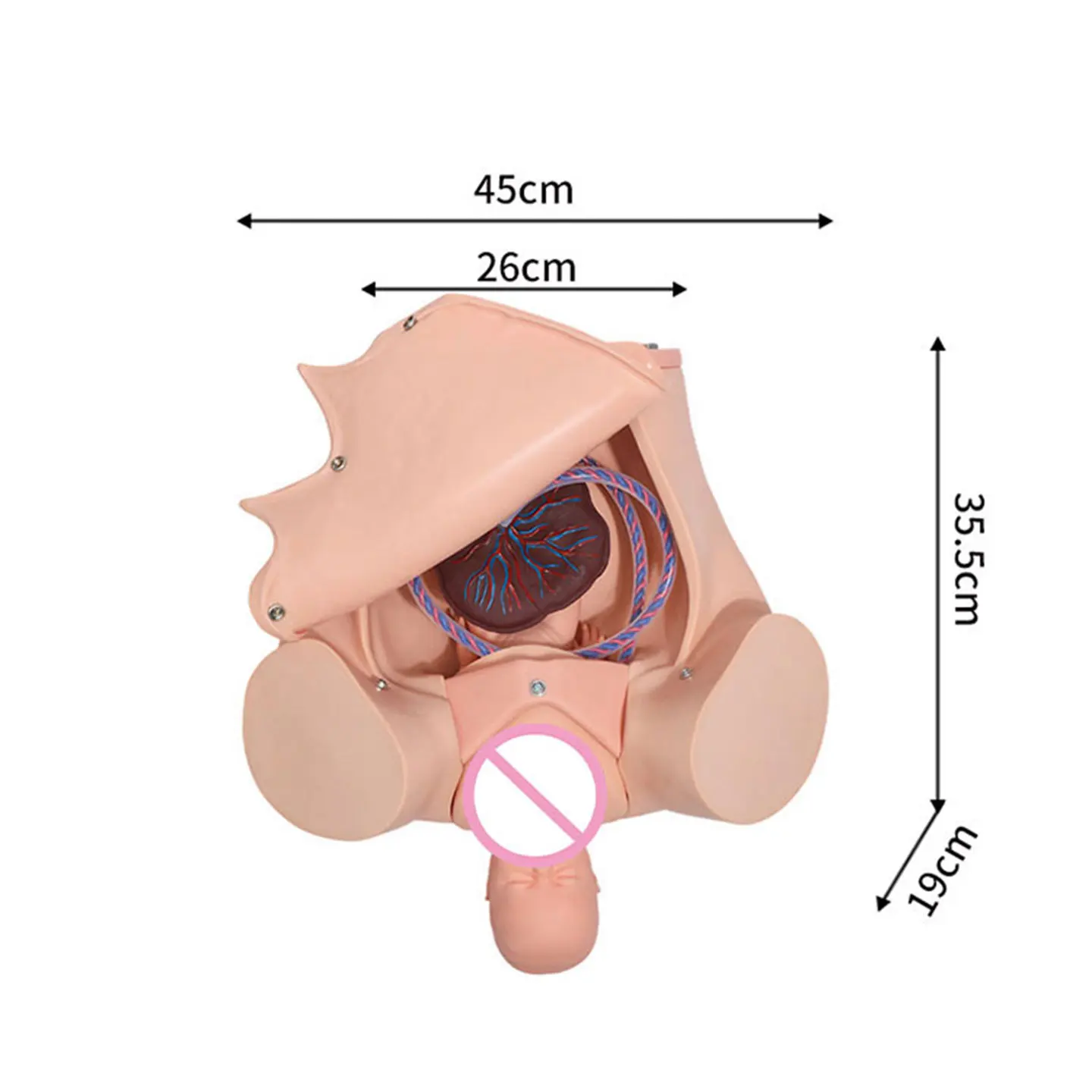 Advanced Comprehensive Childbirth Skills Training Model, Natural Childbirth Demonstration Model, Mechanism of Childbirth Model