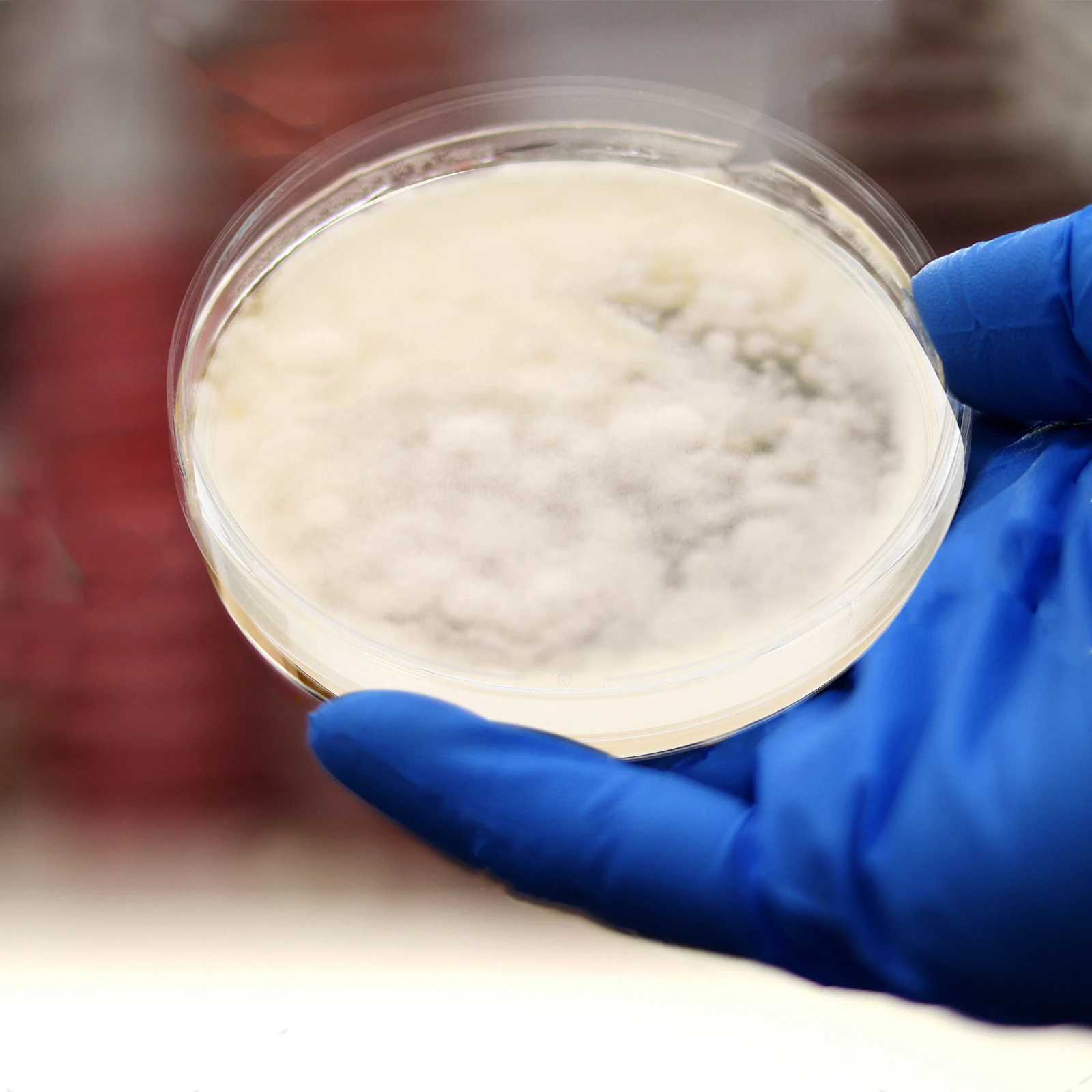 

10pcs Agar Plates Disposable Nutrient Agar Medium Vacuum Packaging Long Term Use Determine Biological Equipment Science Fair