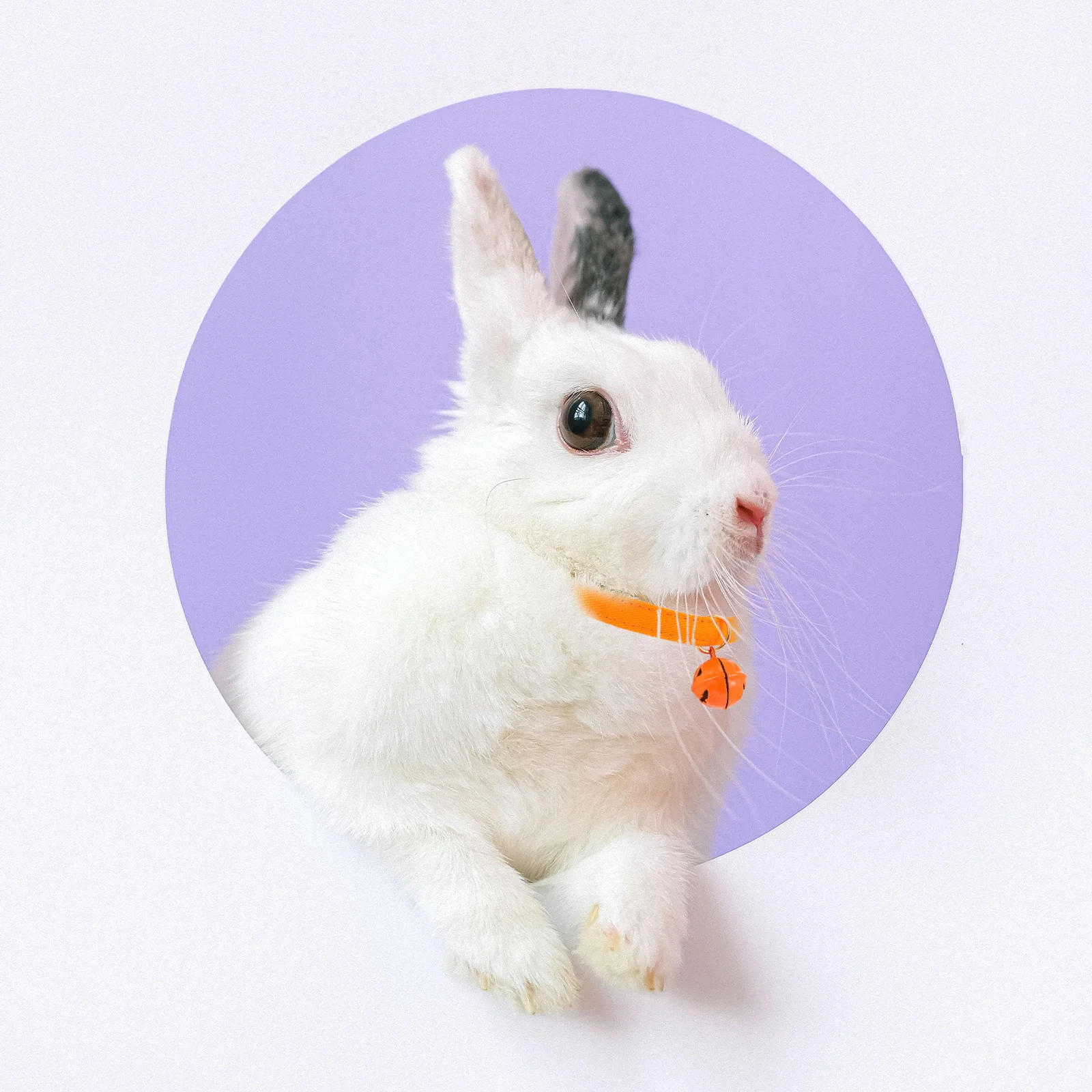 

2Pcs Halloween Pumpkin Ghost Pendant Pet Collar Adjustable Cat Dog Neck Chain Cute Bright Colors for Party Festive Decoration