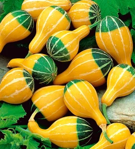 12 meilleures graines de bonsaï vendues - No 10