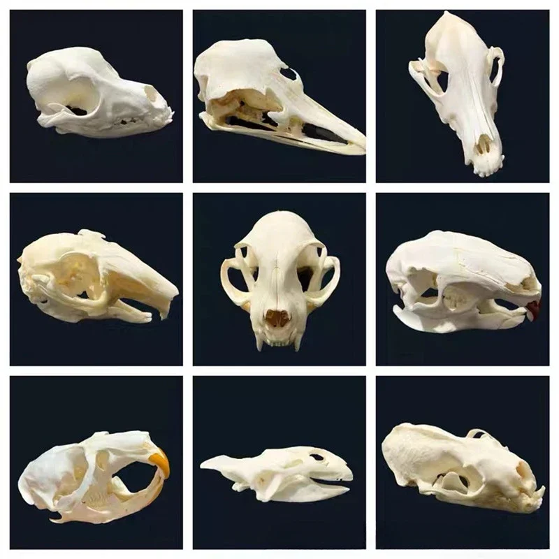 Animal Taxidermy Crocodiles Skull DIY Crafts CollectionsSkull Resin Decoration Special Gift Animal Skeleton Snake Teaching Model