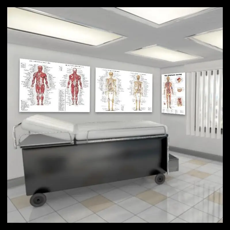 Human Anatomy Muscles System Silk Painting Wall Art Poster  Medical Education Body Map Pictures for Clinic Decoration