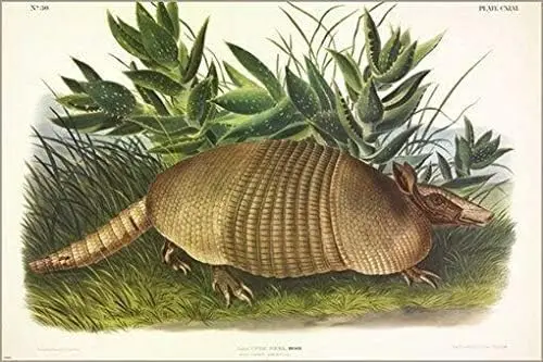 

Винтажный художественный плакат Ninebanded Armadillo Audubon, иллюстрация, домашний декор, Настенный декор, металлический знак, плакат 8x12 дюймов, Tinsigneua