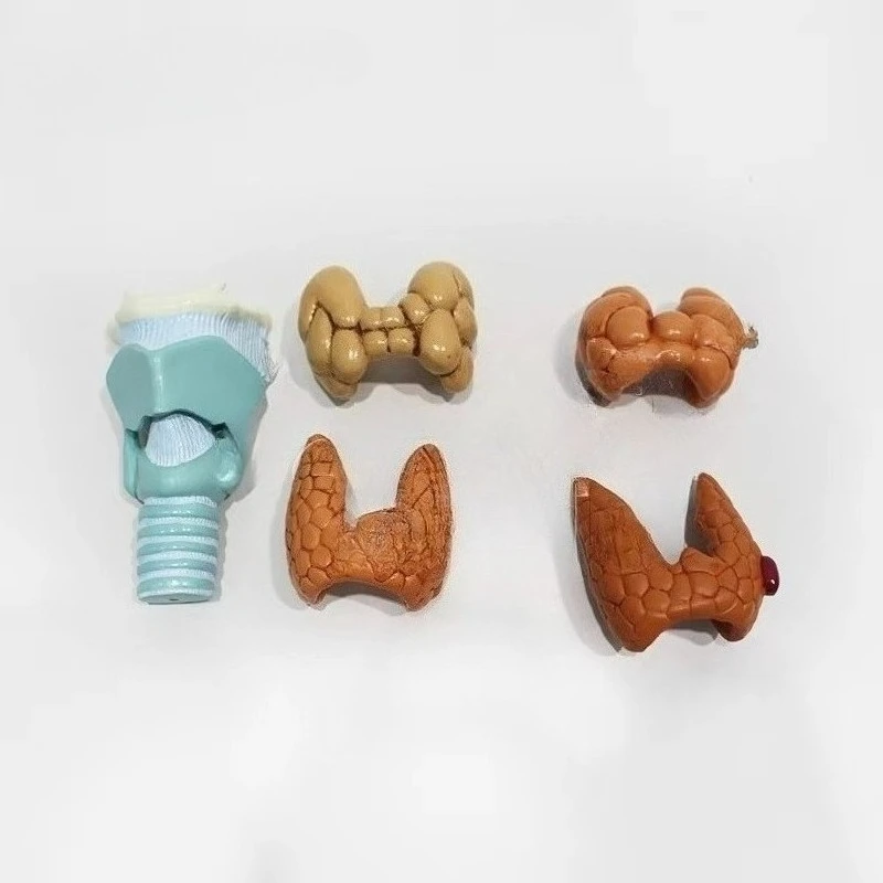 

Thyroid disease model medical skeleton mannequin for medical school nurse training