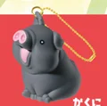 black piggy