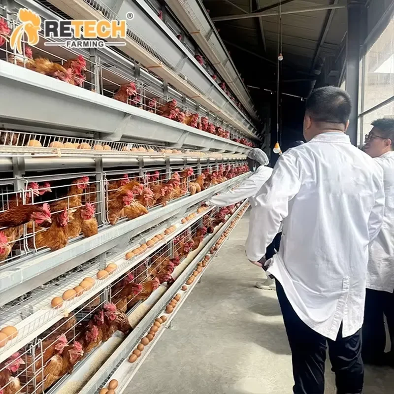 Automatic H-Type Layer Chicken Battery Cage Equipment with Egg Collecting for Retech Design Poultry House Structure Building