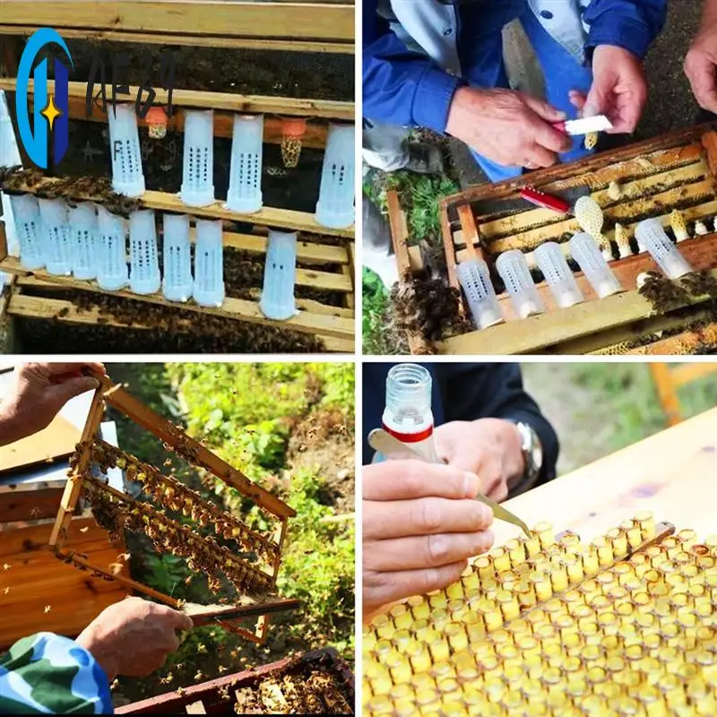 

AF89-50 PCS Queen Bee Protective Cover Plastic Beekeeping Queen Cup Kit Queen Bee Roller Cage Back Cup Holder Beekeeping Tools