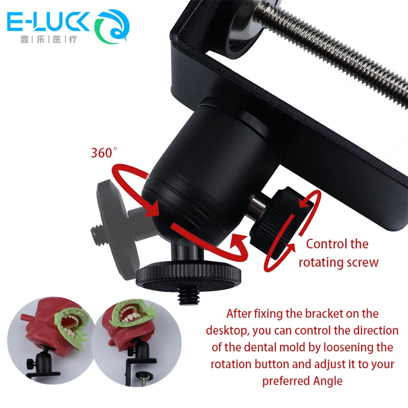 Klip Desktop Meja Meja Mount Clamp Model Gigi Gigi Tetap untuk Belajar Model Belajar