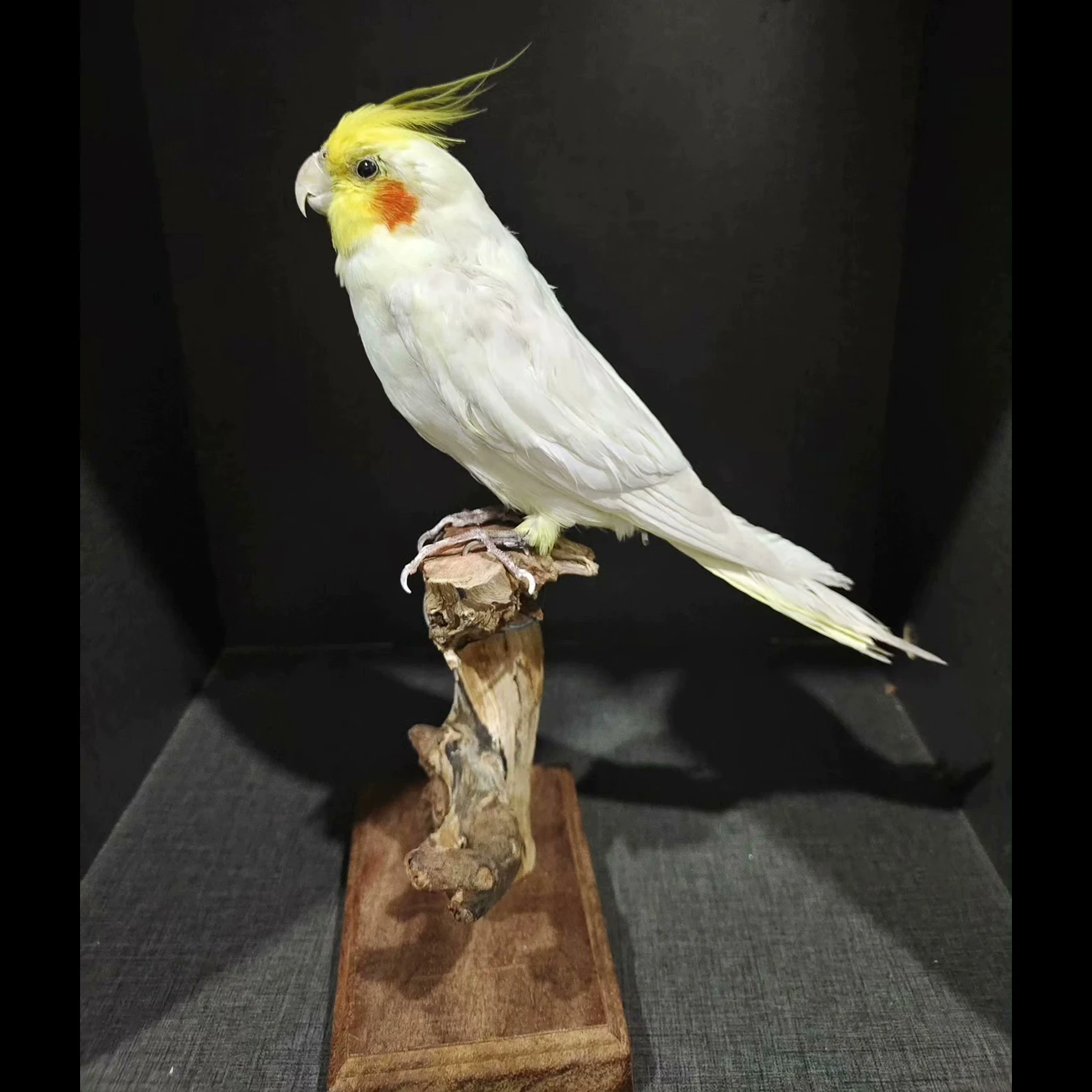 2083 Boutique Gothic Style Artificial Cockatiel Parrot Statue on Faux Wood Base Resin Craft Ornament Unique Handmade Decor Gift