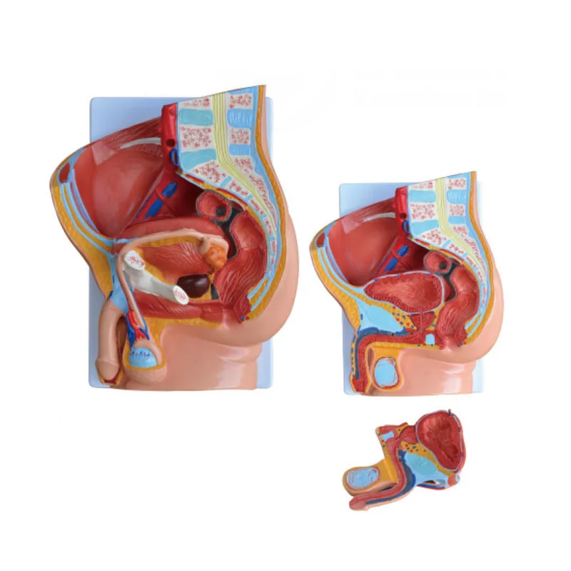 

Medical Science Teaching Resources Biology Human Anatomical Human Male Pelvis Section (2 Parts) Models