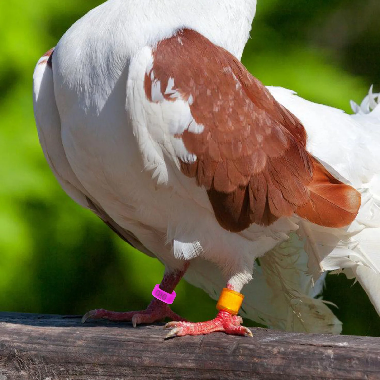 

100 Pcs Leg Tags Numbered Bands Dove Poultry Foot Ring Anklets Reusable Pigeon Ring Leg Rings Foot Rings for Birds