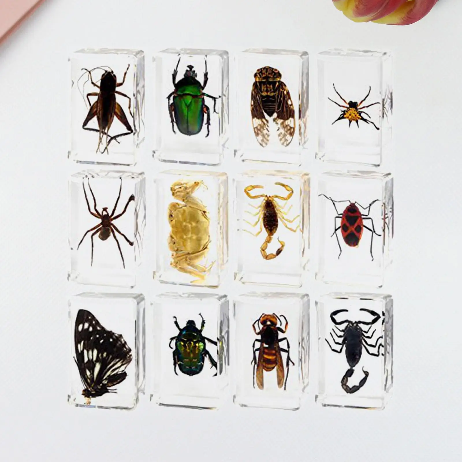 

12x Real Animal in Resin Desktop Ornament Collectibles Teaching Prop for Biologists Children Classroom Gifts Enthusiasts