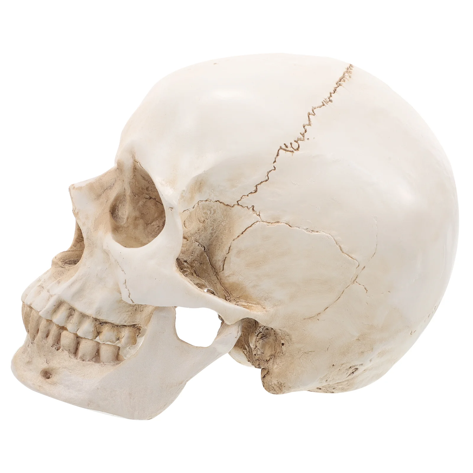 Resin Skull Realistic Human Model Medical Learning for Education Teaching Adult Craft