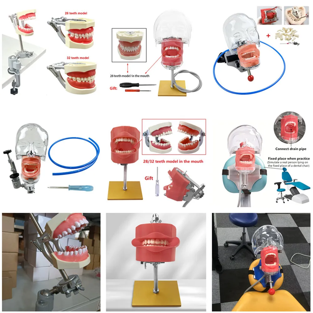 Adjustable Dental Phantom Head Simulator Typodont Model with Removable 28/32 Teeth Mannequin For Dentist Teaching Practice Study