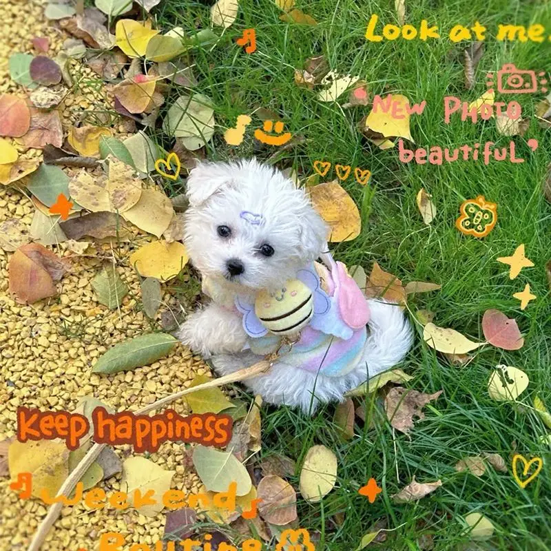 

Traction rope bee cat break free anti-release I-shaped adjustment rope pet small puppet teddy go out