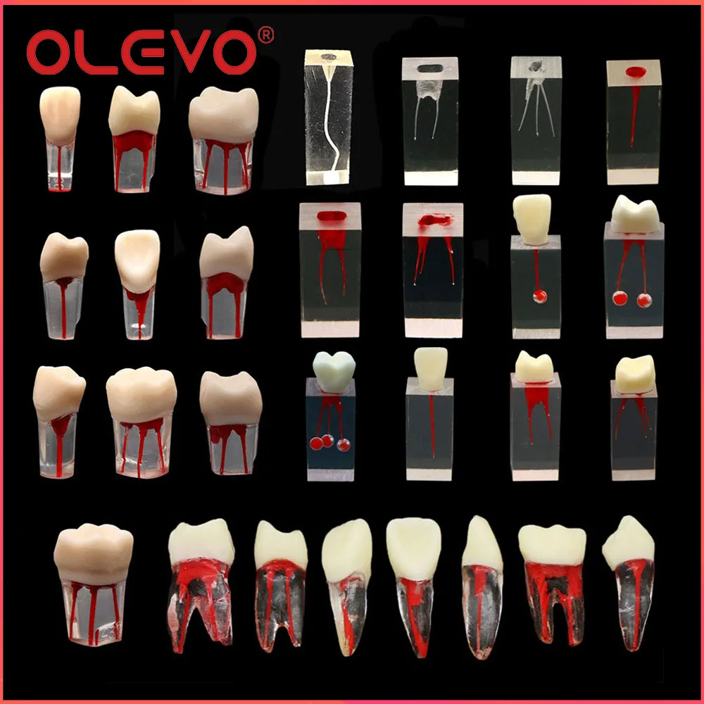 OLEVO-modelo de dientes de Canal radicular, bloque de práctica de cavidad de pulpa RCT, entrenamiento de endodoncia, modelos de enseñanza de dentista, 1 piezas