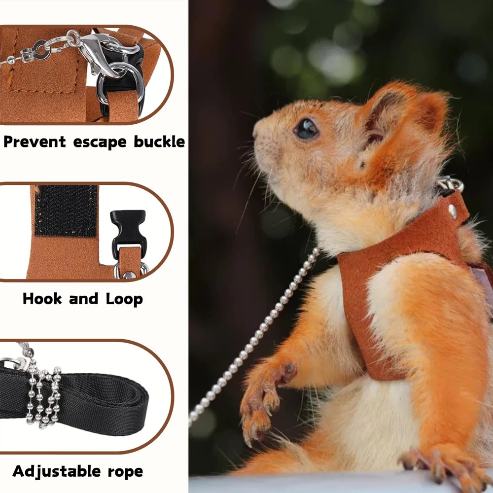 1 Set Pet Squirrel …