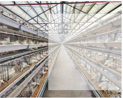 New Fully Automatic Multi-Layer Battery H-Type Galvanized Steel Egg-Laying Cage Floor Feeding Complete Feeding System