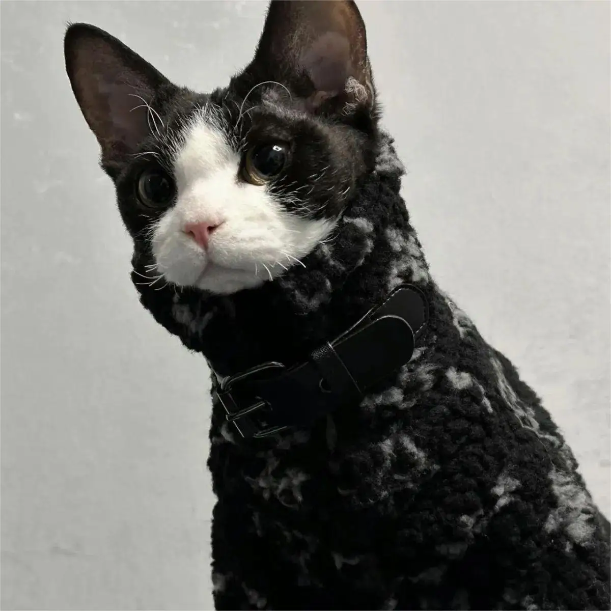 Padded Sphynx Coat 4