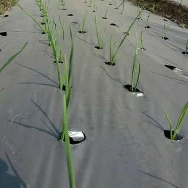 2025년 농업용 비닐 PE 천공 멀칭 필름