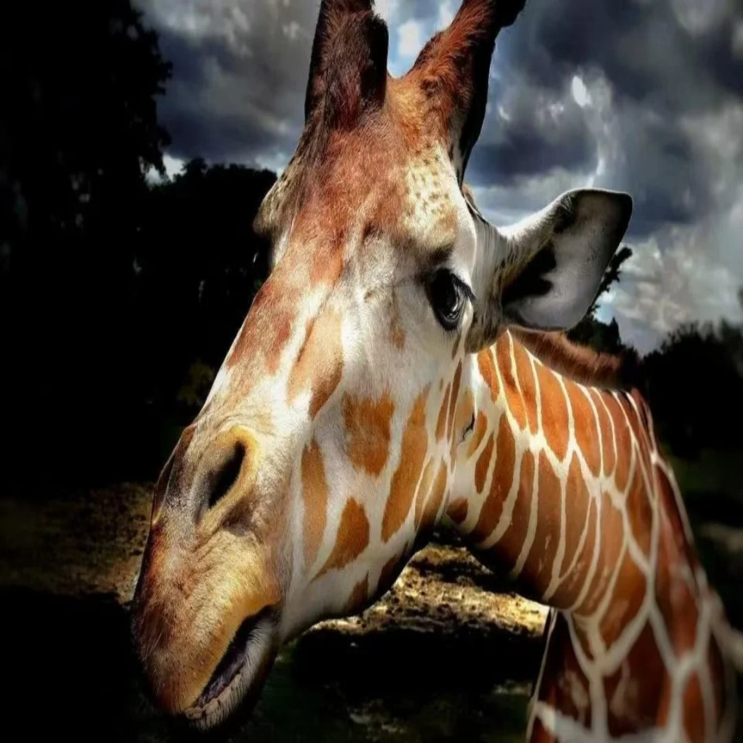 

Новейший анализатор кожи с ИИ, интеллектуальный прибор для диагностики, цифровое 3D-зеркало для анализа лица, описание продукта