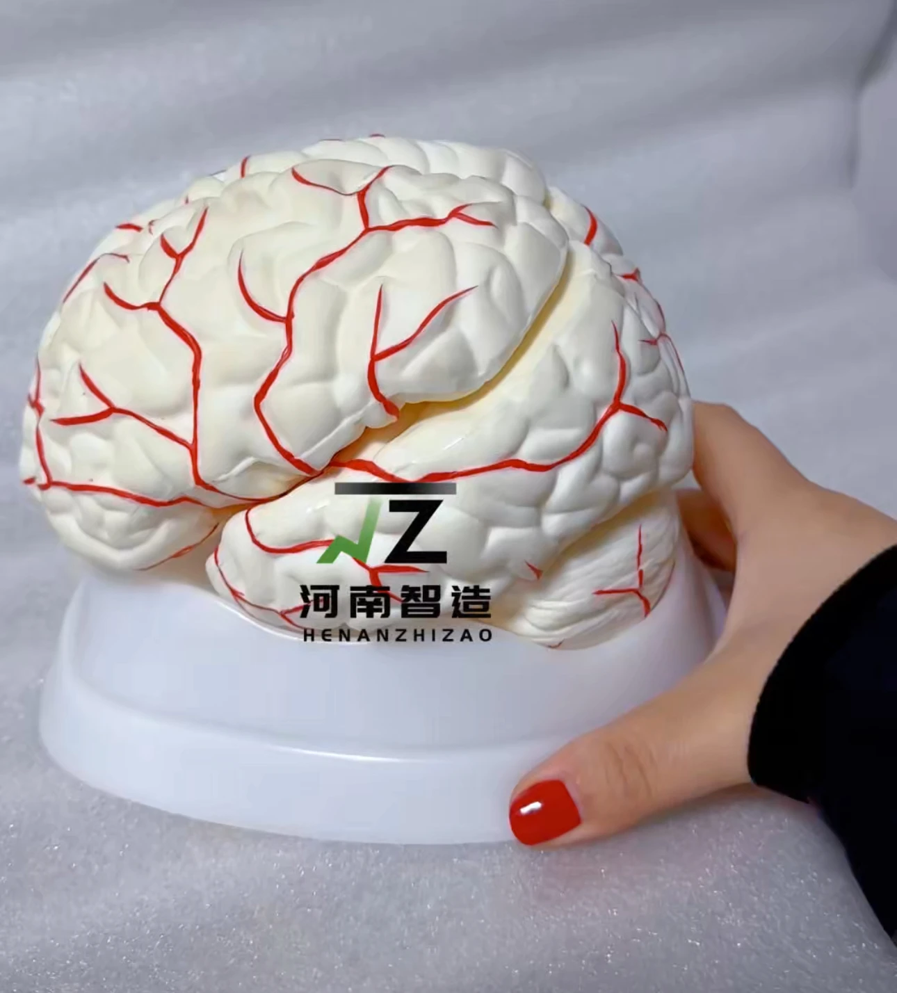 

High-quality cerebral artery model, a dissectible brain model for medical teaching and training