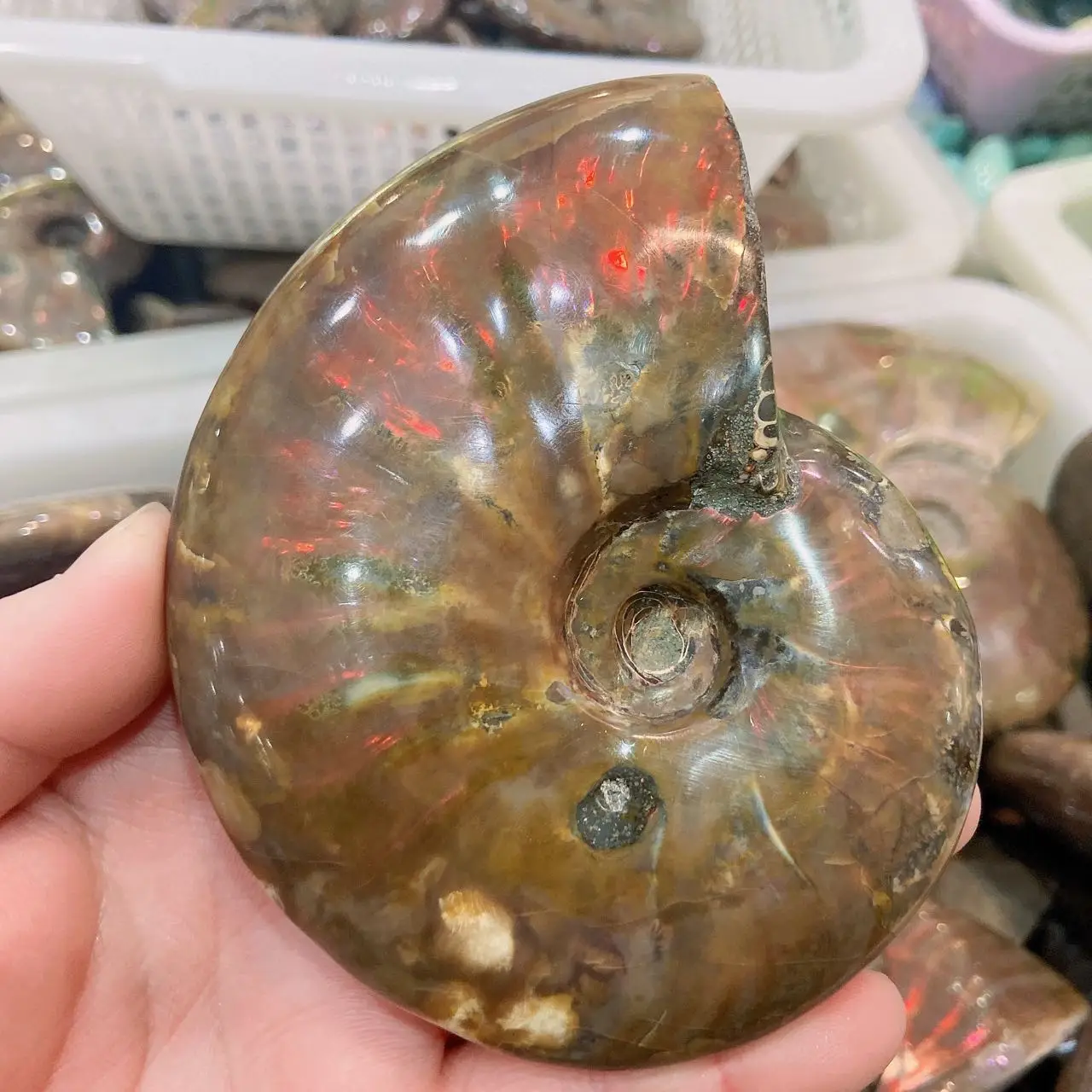 

Rare Beautiful Ammonite Fossil Ocean Shell Fossils Snail Conch Madagascar Ammolite Specimen Display + wood bracket