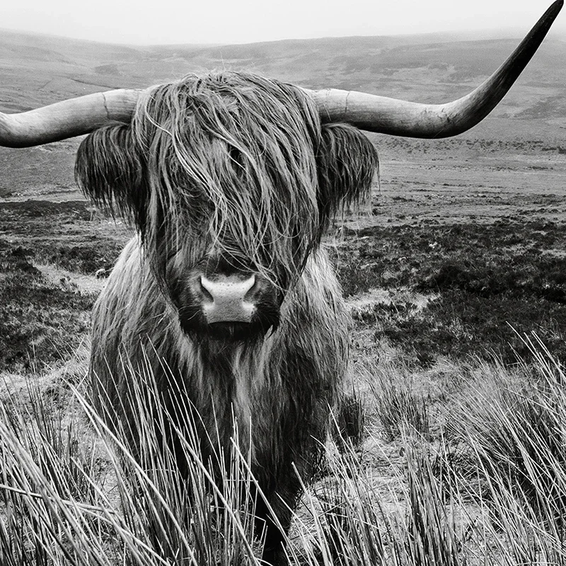 Highland Cow Print and Poster , Farm Animal Wall Art Scottish Cow Canvas Painting Black White Pictures Farmhouse Kitchen Decor