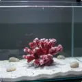 Red S