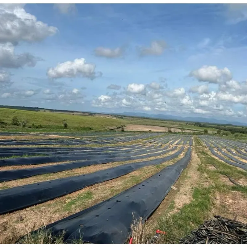 Industrial HDPE Pond Liner Geomembrane Customized for Water Storage Aquaculture Landfill and Mining Projects Worldwide