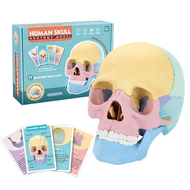 Skull Model Detachable Brain Model Colorful Skeleton Toys Human Skull Head Model For Education Art Study Cosmetic Medicine