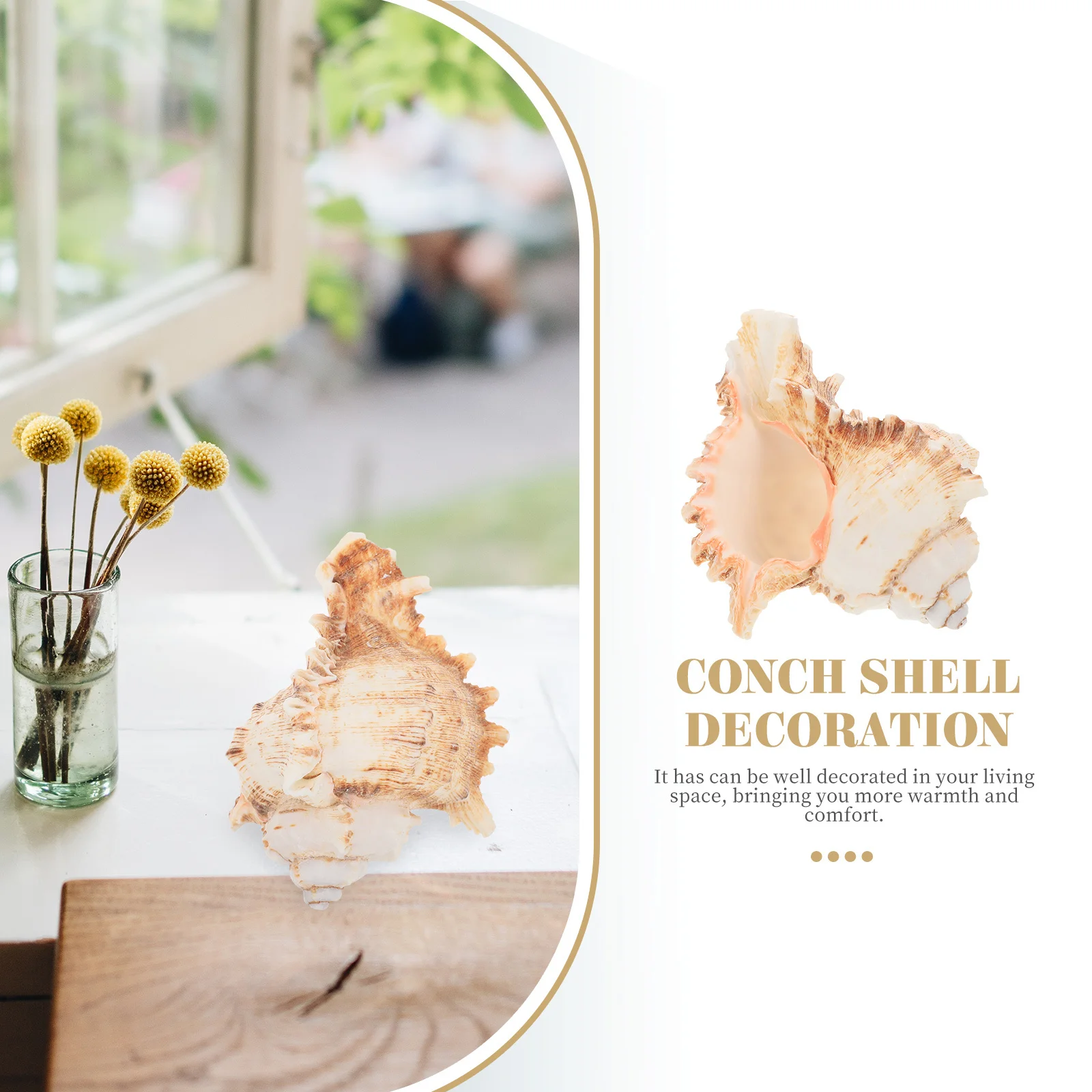 

5Pcs Conch Seashell Decoration Natural Look for Beach Theme Wedding Party Desktop Aquarium Decor Conch Shell Decoration